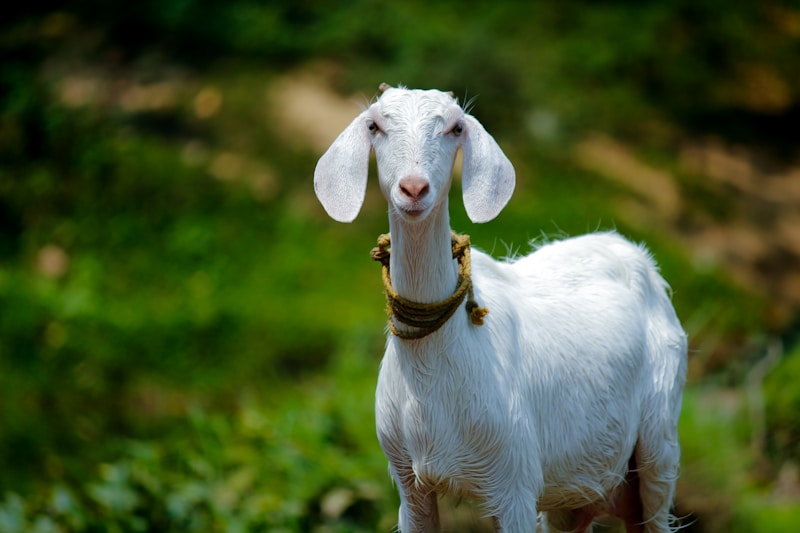 Mint Condition Boer Goat Mature | KSh 25,000 | KenyaAdvert