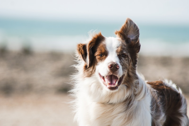 Boxed Packed Lost Dog - Reward Offered | Contact for price…