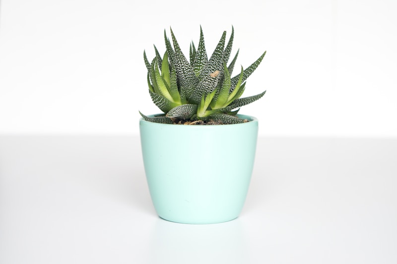Like New Indoor Plants Bundle | KSh 6,242 | KenyaAdvert